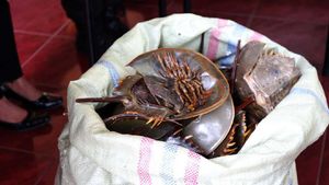 Ini 332 Belangkas yang Disita dari Pengumpul Kepiting