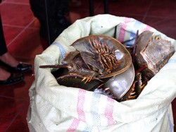 Polda Riau Gagalkan Penyelundupan 6.000 Ekor Belangkas