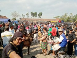 Pasar Hewan Batoh Purworejo Kebanjiran 4 Kali Lipat Pedagang Musiman