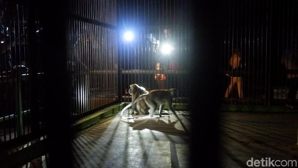 Foto: Gelap-gelapan di Kebun Binatang Serulingmas Banjarnegara