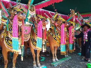 Kontes Kecantikan Sapi di Madura