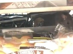 Tikus Berkeliaran di Family Mart Jepang Jadi Viral Ditonton 5 Juta Kali