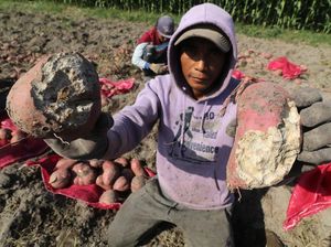 Petani Ubi Jalar di Kediri Keluhkan Serangan Hama Tikus