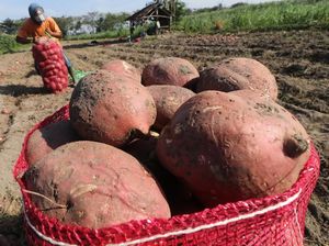 RI Ekspor 15 Ribu Ton Tanaman Pangan, Paling Banyak Ubi