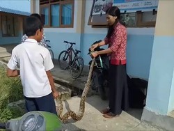Modal Nekat! Cerita Guru yang Viral Tangkap Ular Piton