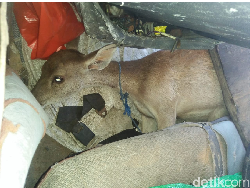 Penyelundupan 8 Rusa dari Pulau Komodo ke Bima Digagalkan