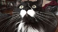 Miaw! Meme Kocak Rayakan Hari Kucing Sedunia
