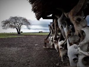 Savana Bekol, Little Africa di Situbondo