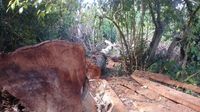 Foto: Ekspedisi Air Terjun Berakhir Temukan 100 Kubik Kayu Ilegal
