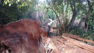 Foto: Ekspedisi Air Terjun Berakhir Temukan 100 Kubik Kayu Ilegal