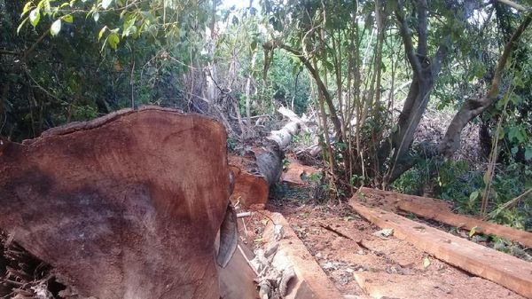Foto: Ekspedisi Air Terjun Berakhir Temukan 100 Kubik Kayu Ilegal