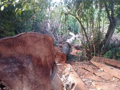 Foto: Ekspedisi Air Terjun Berakhir Temukan 100 Kubik Kayu Ilegal