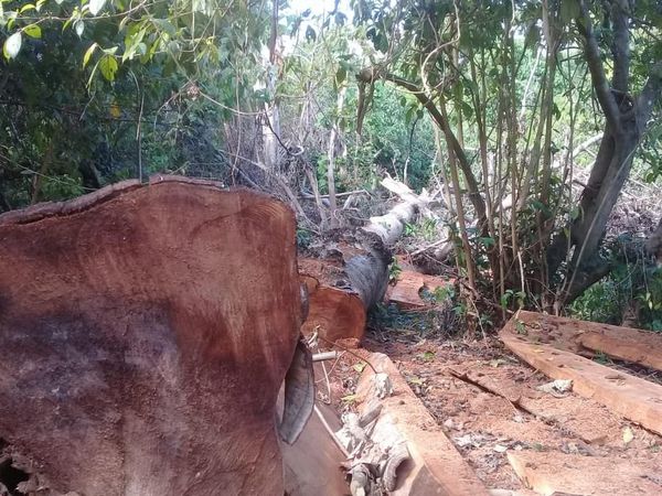 Foto: Ekspedisi Air Terjun Berakhir Temukan 100 Kubik Kayu Ilegal
