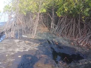 Ratusan Hektare Terumbu Karang Rusak Tercemar Tumpahan Minyak Pertamina Ratusan Hektare Terumbu Karang Rusak Tercemar Tumpahan Minyak Pertamina
