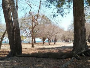 Pengalaman Menegangkan Bersama Komodo