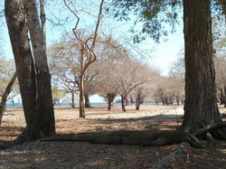 Pengalaman Menegangkan Bersama Komodo