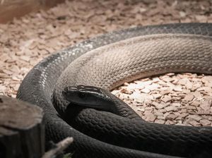 Foto 10 Ular Paling Berbisa di Dunia, 4 Ada di Indonesia!