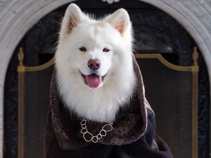 Ini Coconut, Anjing Selebgram yang Gajinya Lebih Besar dari Rp 8 Juta