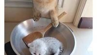 Begini Tingkah Kucing Oren yang Nyebelin Sekaligus Kocak