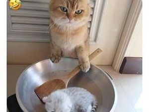 Begini Tingkah Kucing Oren yang Nyebelin Sekaligus Kocak Begini Tingkah Kucing Oren yang Nyebelin Sekaligus Kocak