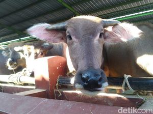 Jelang Idul Adha, Hewan Kurban di Kudus Diperiksa Kesehatannya
