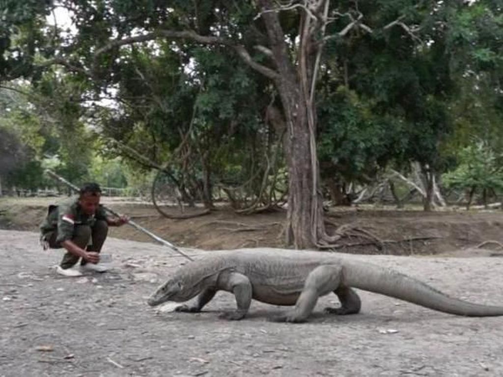 Kala Obsesi Proyek Jurassic Park Komodo Dihentikan UNESCO