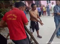 Sempat Hilang, Sanca 4 Meter yang Nongol dari WC di Jambi Ditemukan