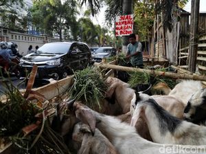 198 Hewan Kurban di Jakarta Sakit, Ini Datanya