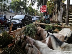 198 Hewan Kurban di Jakarta Sakit, Ini Datanya