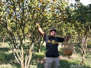 Menyiasati Harga Anjlok, Petani Buka Wisata Petik Jeruk di Garut