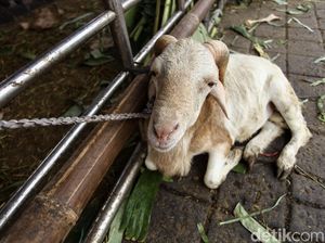 Pemprov DKI Wajibkan Pedagang Hewan Kurban Luar Jakarta Punya SIKM-Urus Izin