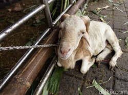 Pemprov DKI Wajibkan Pedagang Hewan Kurban Luar Jakarta Punya SIKM-Urus Izin