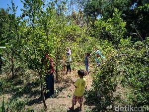 Petani Buka Wisata Petik Jeruk untuk Siasati Harga yang Anjlok