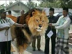 Kocak! 10 Foto Editan Menyembelih Hewan Kurban Ini Karya Netizen