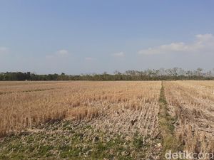 Akademisi Minta Pengalih Fungsi Lahan Ditindak Tegas