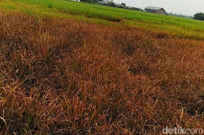 Hama Wereng Serang Puluhan Hektare Sawah di Aceh Utara