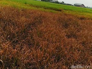 Hama Wereng Serang Puluhan Hektare Sawah di Aceh Utara