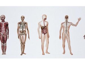 Tubuh Didonasikan untuk Keperluan Sains, Tapi Malah Jadi Uji Coba Bom