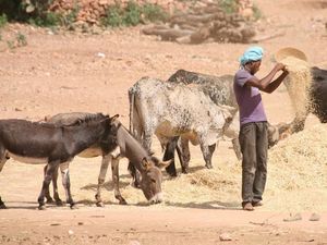 Dewan Pakar: Iklim dan Keamanan Pangan Terancam, Manusia Harus Berubah