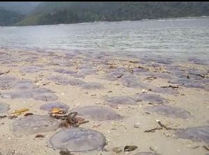 Ribuan Ubur-ubur Terdampar di Pantai Sungai Pinang Sumbar