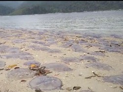 Ribuan Ubur-ubur Terdampar di Pantai Sungai Pinang Sumbar