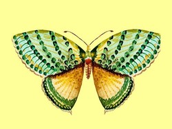 Jangan Keliru Ya,  Ini 7 Perbedaan Kupu-Kupu dan Ngengat