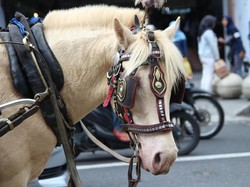 Delman Dilarang Beroperasi Selama Mudik di Garut, Kusir Dapat Kompensasi