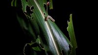 Petani di China Banting Tulang Berantas Hama Ulat Grayak
