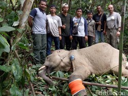 Kena Jerat Nilon, Gajah Jantan Liar di Aceh Tengah Terluka