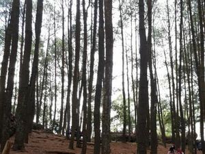 Menikmati Segarnya Hutan Pinus Cantik di Bantul