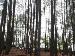 Menikmati Segarnya Hutan Pinus Cantik di Bantul