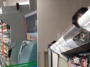 Minimarket Ini Tutup Usai Video Tikus Berkeliaran di Dalamnya Viral