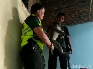 Seekor Monyet Liar Ditembak Mati Saat Acak-acak Rumah Warga di Mojokerto
