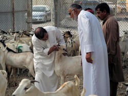 Ini Alasannya Menyembelih Hewan Kurban Hanya Satu Sayatan